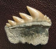 Notorynchus primigenius (Agassiz, 1843)