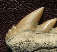 Notorynchus primigenius (Agassiz, 1843)
