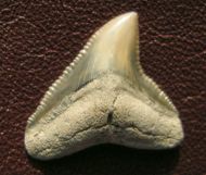 Carcharhinus obscurus (Lesueur, 1818)