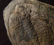 Ogygiocarella angustissima (Salter 1866)