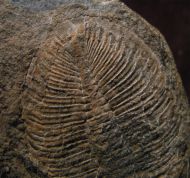 Ogygiocarella angustissima (Salter 1866)
