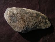 Ogygiocarella angustissima (Salter 1866)