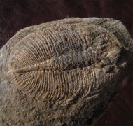 Ogygiocarella angustissima (Salter 1866)