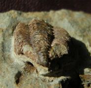 Gravicalymene arcuata