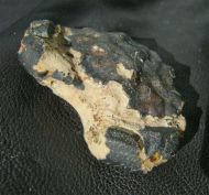 Zanthopsis leachi (Desmarest, 1822)