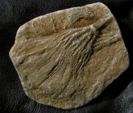 Pentacrinites fossilis Blumenbach, 1804