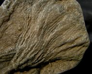 Pentacrinites fossilis Blumenbach, 1804