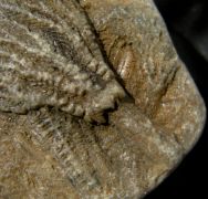Pentacrinites fossilis Blumenbach, 1804