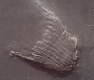 Zaphrentis sp.