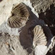 Calycoscutellum grafi BASSE, 2004