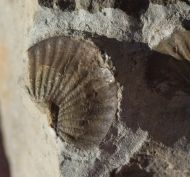 Calycoscutellum grafi BASSE, 2004