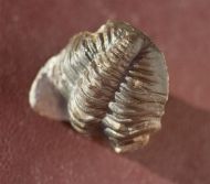 Pedinopariops brongniarti (STEININGER, 1831)
