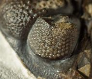 Pedinopariops brongniarti (STEININGER, 1831)