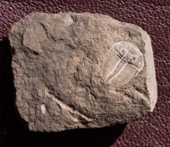 Aulacopleura konincki (BARRANDE, 1846)
