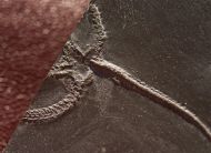 Furcaster palaeozoicus (Strtz, 1886)