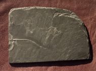 Furcaster palaeozoicus (Strtz, 1886)