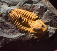 Agraulos ceticephalus (Barrande, 1846)