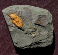 Agraulos ceticephalus (Barrande, 1846)
