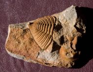 Dalmanitina socialis (BARRANDE, 1846)