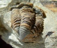 Colpocoryphe rouaulti HENRY, 1970