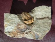 Colpocoryphe rouaulti HENRY, 1970