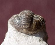Gerastos cuvieri (STEININGER, 1831)