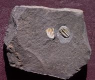 Aulacopleura konincki (BARRANDE, 1846)
