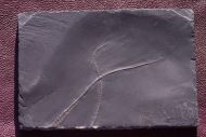 Furcaster palaeozoicus (Strtz, 1886)