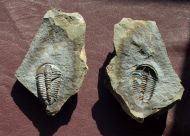 Conocoryphe sulzeri (Schlotheim 1823)