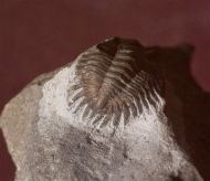 Neometacanthus stellifer (BURMEISTER, 1843)