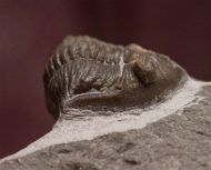Neometacanthus stellifer (BURMEISTER, 1843)