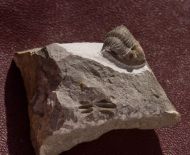 Neometacanthus stellifer (BURMEISTER, 1843)