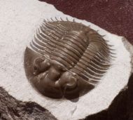 Thysanopeltis (Septimopeltis) sp.