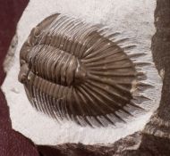 Thysanopeltis (Septimopeltis) sp.