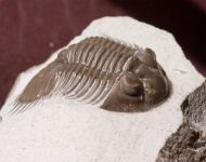 Thysanopeltis (Septimopeltis) sp.