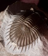Thysanopeltis (Septimopeltis) sp.