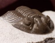 Thysanopeltis (Septimopeltis) sp.