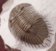 Thysanopeltis (Septimopeltis) sp.