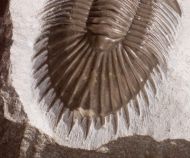 Thysanopeltis (Septimopeltis) sp.