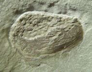 Ceratiocaris stygia Salter in Murchison, 1859
