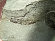 Ceratiocaris stygia Salter in Murchison, 1859