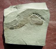 Ceratiocaris stygia Salter in Murchison, 1859
