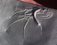 Furcaster palaeozoicus (Strtz, 1886)