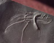 Furcaster palaeozoicus (Strtz, 1886)