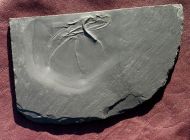 Furcaster palaeozoicus (Strtz, 1886)
