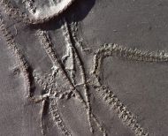 Furcaster palaeozoicus (Strtz, 1886)