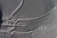 Furcaster palaeozoicus (Strtz, 1886)