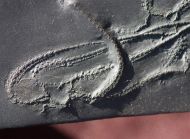 Furcaster palaeozoicus (Strtz, 1886)