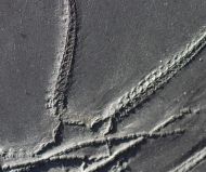 Furcaster palaeozoicus (Strtz, 1886)