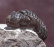 Phacops araw Chatterton et al 2009